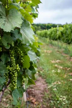 Vineyard 写真素材