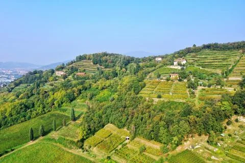 Vineyard Stock-Fotos