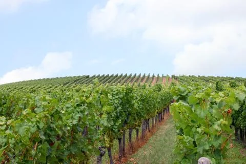 Vineyard Stock Photos