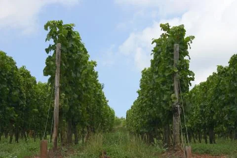 Vineyard Stock Photos