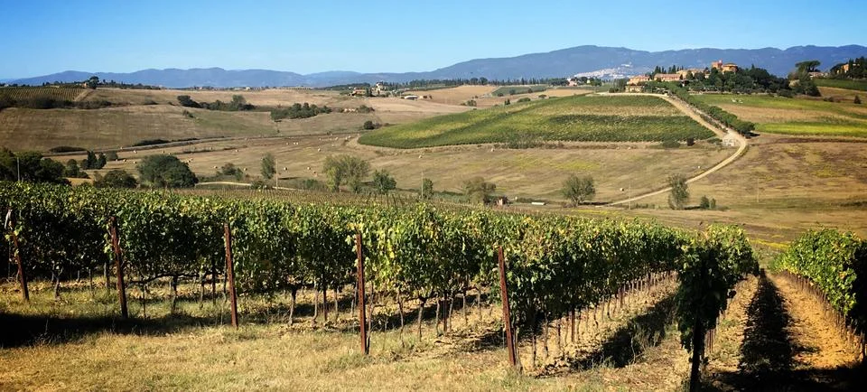 Vineyard Stock Photos