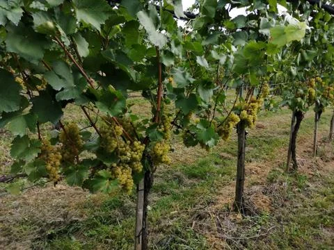 Vineyard Stock Photos