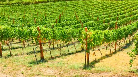 Vineyard Stock Photos