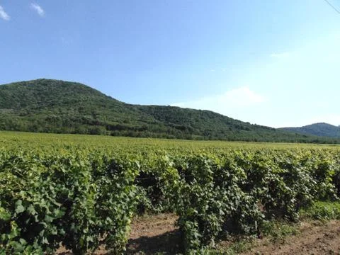 Vineyard 写真素材