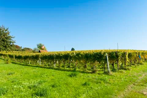 Vineyard Foto stock