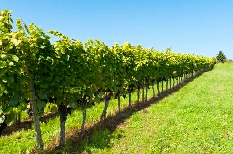 Vineyard Stock Photos