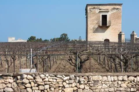 Vineyard Stock Photos