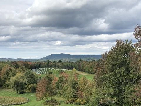 Vineyard 스톡 사진