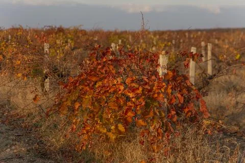 Vineyard Stock Photos