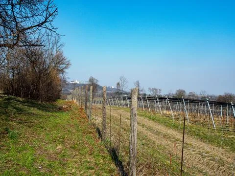 Vineyard Stock Photos