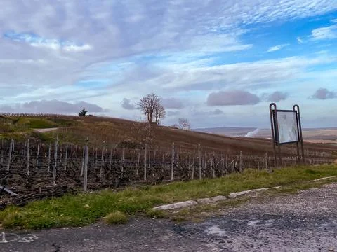 Vineyard Stock-Fotos