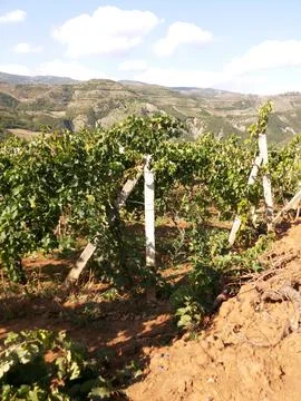 Vineyard Stock Photos