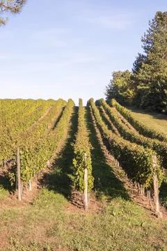 Vineyard Stock Photos