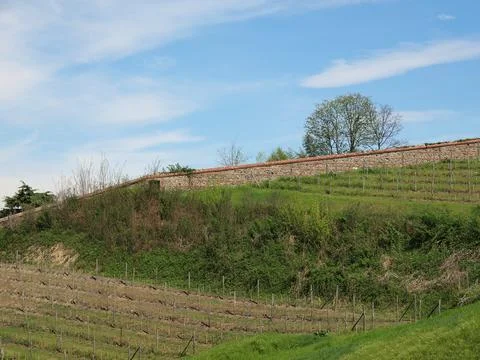 Vineyard Stock Photos