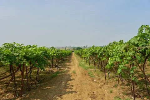 Vineyard Stock-Fotos