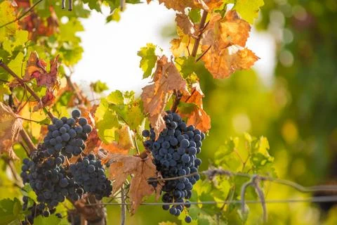 Vineyard Stock Photos