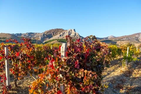 Vineyard Stock Photos