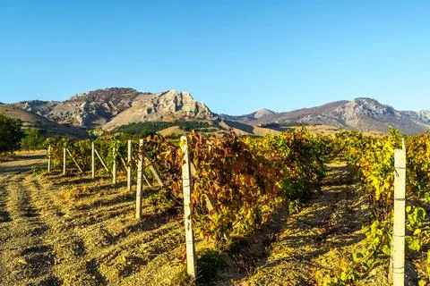 Vineyard Stock Photos