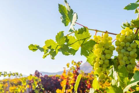 Vineyard Stock Photos