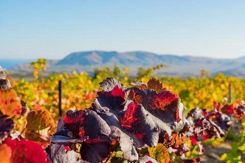 Vineyard Stock Photos