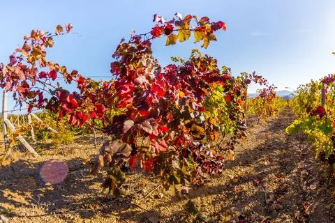 Vineyard Stock Photos