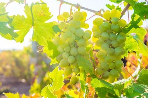 Vineyard Stock Photos