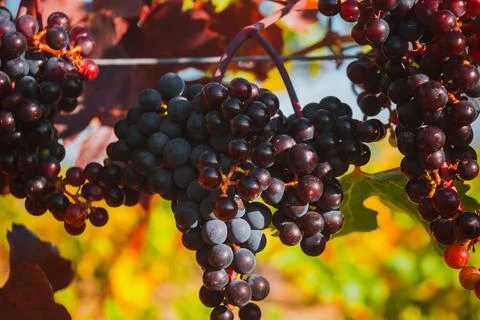 Vineyard Stock Photos