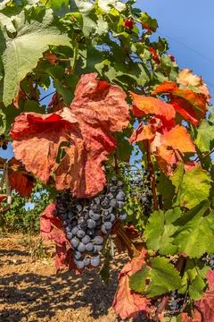 Vineyard Stock Photos