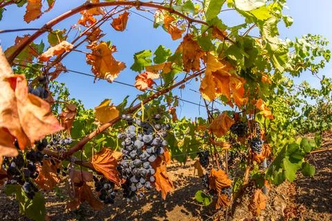 Vineyard Stock Photos