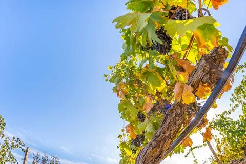 Vineyard Stock Photos