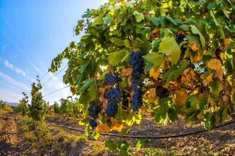 Vineyard Stock Photos