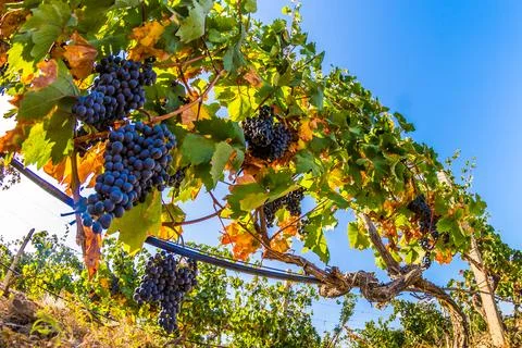 Vineyard Stock Photos