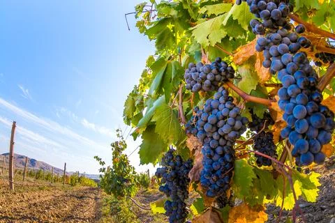 Vineyard Stock Photos