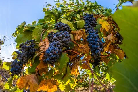 Vineyard Stock Photos