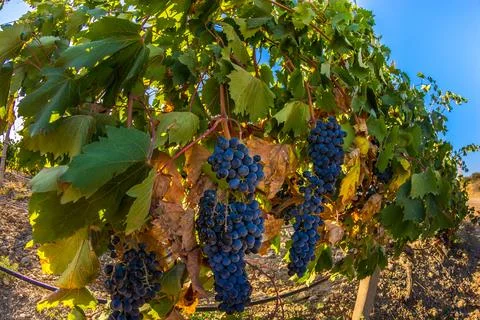 Vineyard Stock Photos