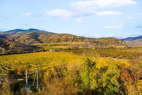 Vineyard Stock Photos