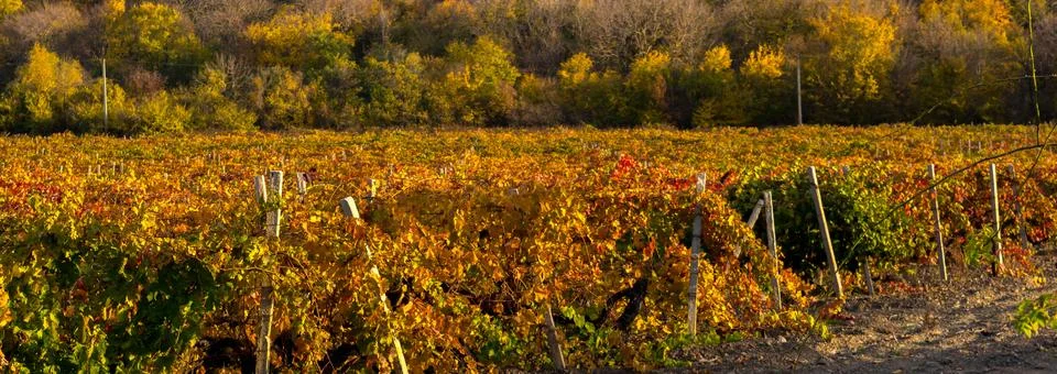 Vineyard Stock Photos