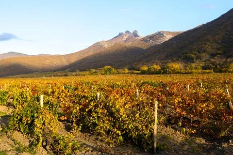 Vineyard Stock Photos