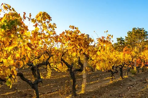 Vineyard Stock Photos