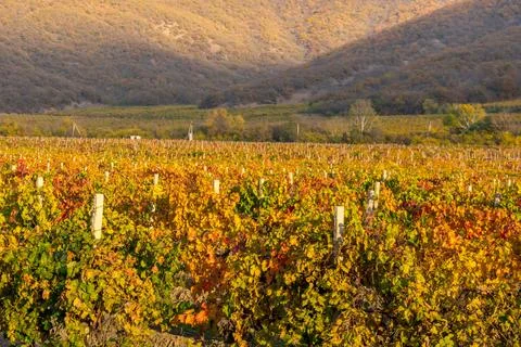 Vineyard Stock Photos