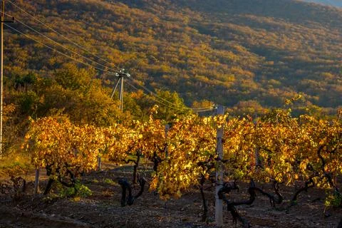 Vineyard Stock Photos
