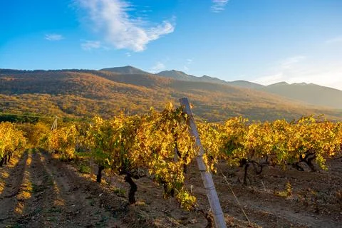 Vineyard Stock Photos