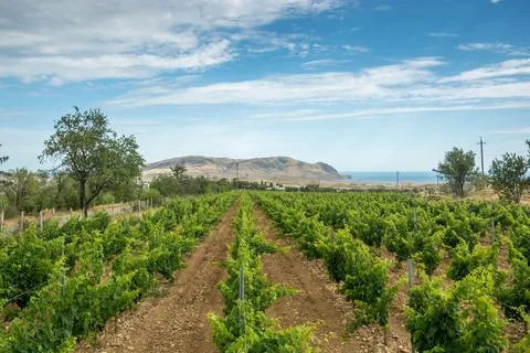 Vineyard Stock Photos