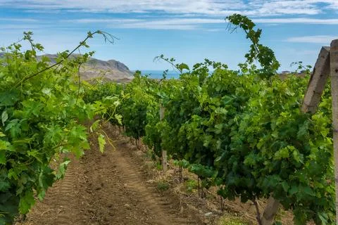 Vineyard Stock Photos