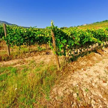 Vineyard Stock Photos