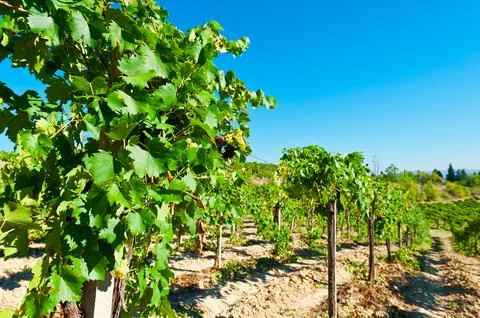 Vineyard Stock Photos