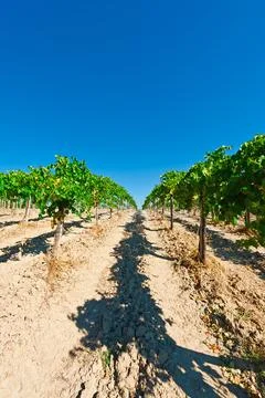 Vineyard Stock Photos