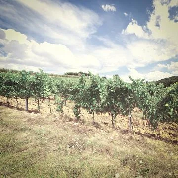 Vineyard Stock Photos