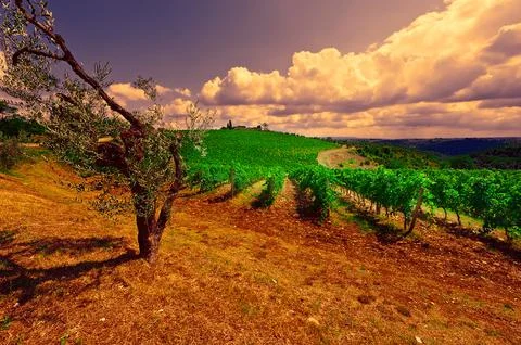 Vineyard Stock Photos
