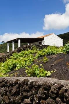 Vineyard of pico Stock Photos